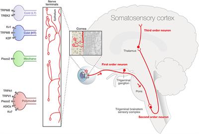 Morphological and Functional Changes of Corneal Nerves and Their Contribution to Peripheral and Central Sensory Abnormalities